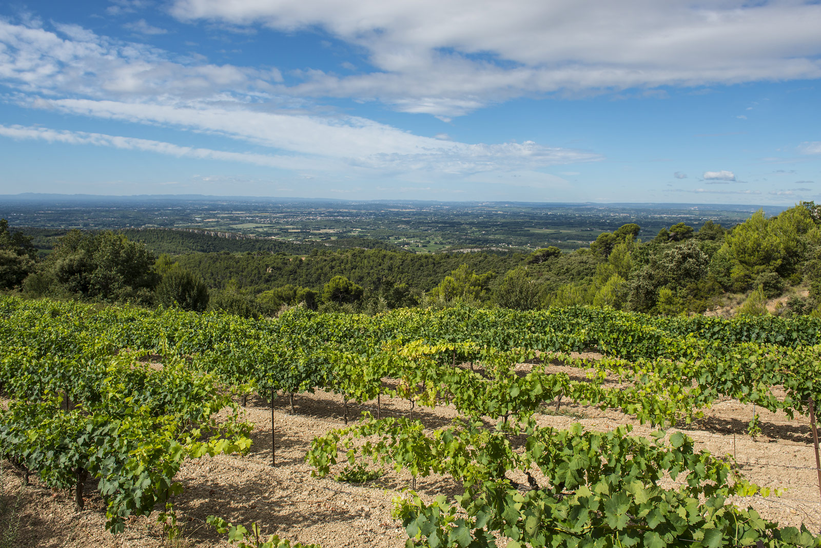 Quelques vignes à flanc de coteau, une terre caillouteuse, un ciel bleu magnifique : la quintessence de notre terroir